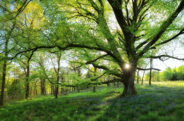1003561 scotland forest meadow tree swing 748x491 1, Order of Bards, Ovates & Druids.