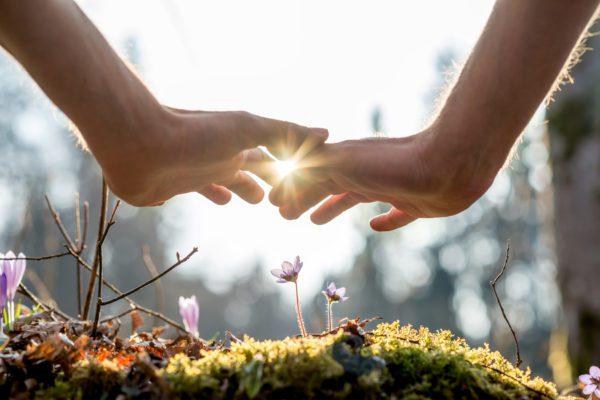 53336 hands care of purple flowers, Order of Bards, Ovates & Druids.