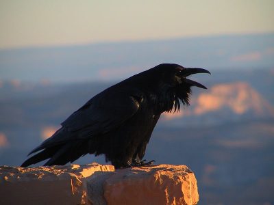 800px-Corvus_corax_NPS