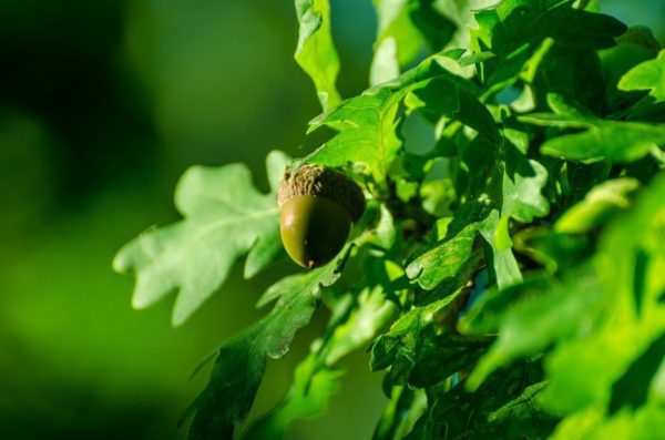acorn 217124 960 720, Order of Bards, Ovates & Druids.
