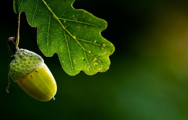 acorn leaf, Order of Bards, Ovates & Druids.