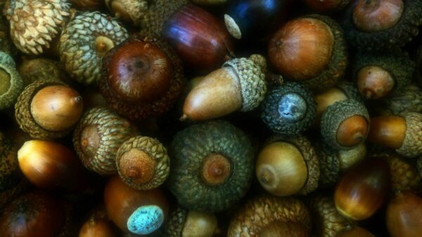 acorn textures, Order of Bards, Ovates & Druids.