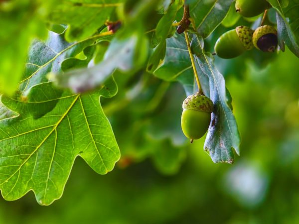 acorns 1, Order of Bards, Ovates & Druids.