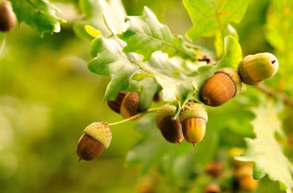 acorns, Order of Bards, Ovates & Druids.