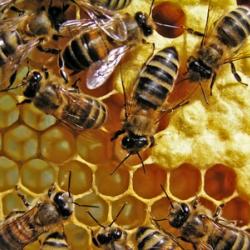 apiculture, Order of Bards, Ovates & Druids.