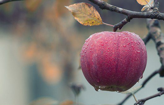 apple 1122537 340, Order of Bards, Ovates & Druids.