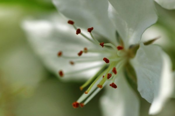 apple blossom 4172271 960 720, Order of Bards, Ovates & Druids.