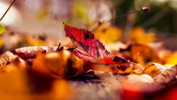 autumn 1801721 960 720, Order of Bards, Ovates & Druids.