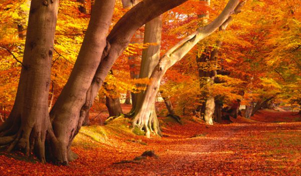 autumn beech trees, Order of Bards, Ovates & Druids.