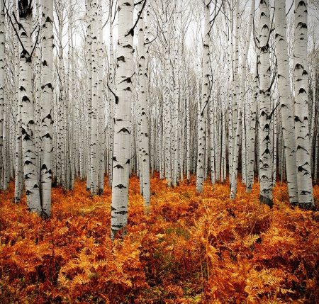 autumn birchtrees, Order of Bards, Ovates & Druids.
