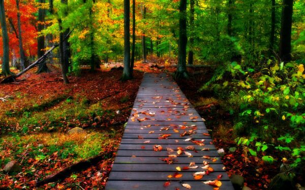 autumn boards, Order of Bards, Ovates & Druids.