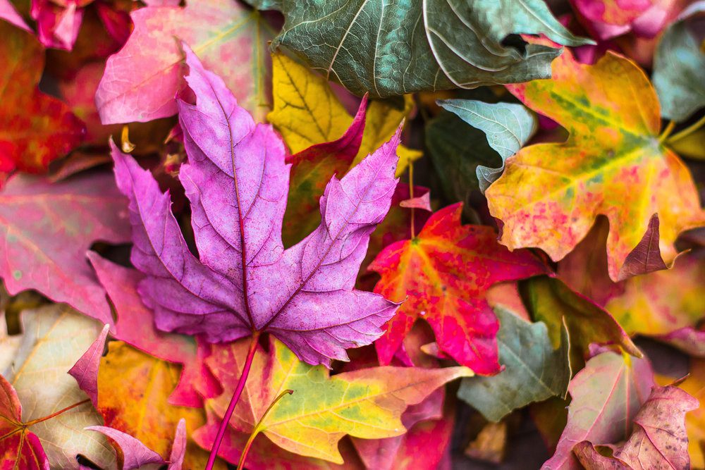 autumn equinox leaves, Order of Bards, Ovates & Druids.