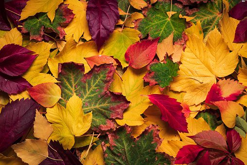 autumn leaves, Order of Bards, Ovates & Druids.