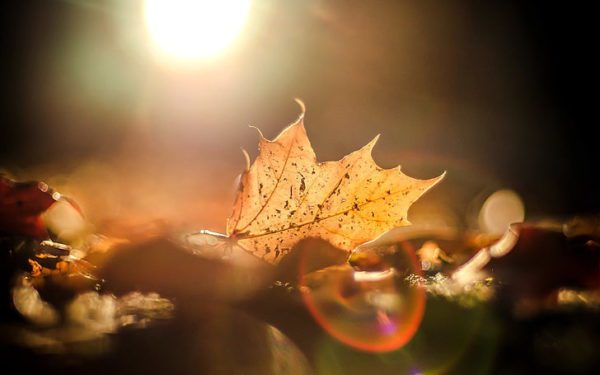 autumn leaves the sun macro wallpaper preview, Order of Bards, Ovates & Druids.