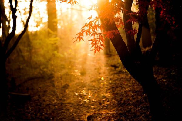 autumn light, Order of Bards, Ovates & Druids.