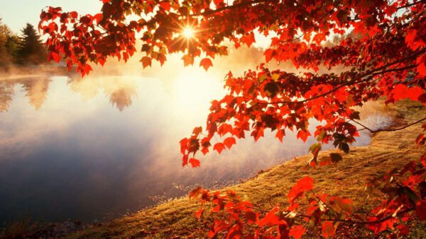 autumn sun, Order of Bards, Ovates & Druids.