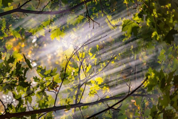 awen branches, Order of Bards, Ovates & Druids.