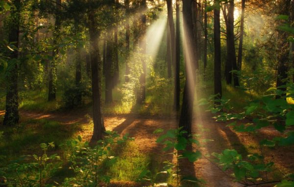 awen rays forest, Order of Bards, Ovates & Druids.