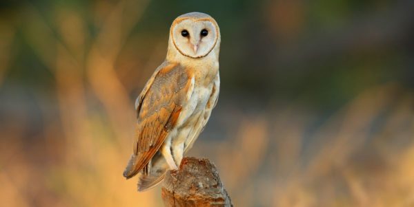 barn owl 2, Order of Bards, Ovates & Druids.