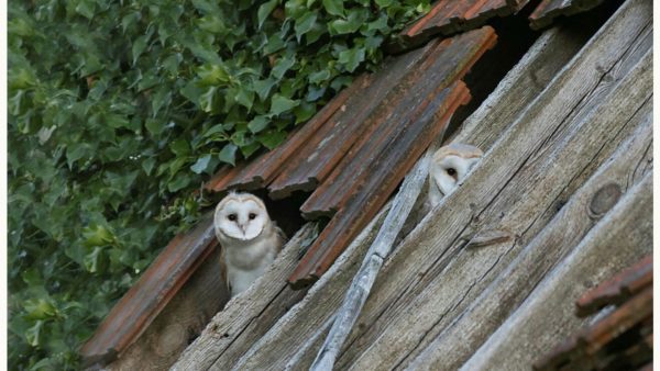 barn owls, Order of Bards, Ovates & Druids.