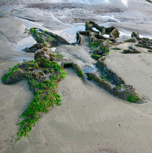 beach tree, Order of Bards, Ovates & Druids.