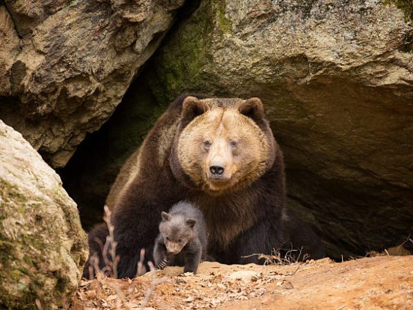 bear and cub, Order of Bards, Ovates & Druids.