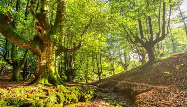 beautiful forests, Order of Bards, Ovates & Druids.