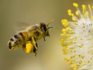 bee catkin, Order of Bards, Ovates & Druids.