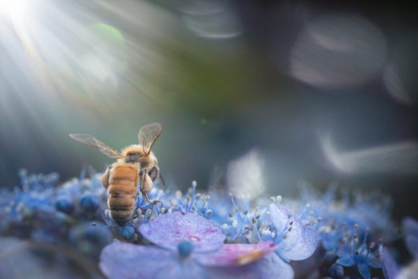 bee macro, Order of Bards, Ovates & Druids.