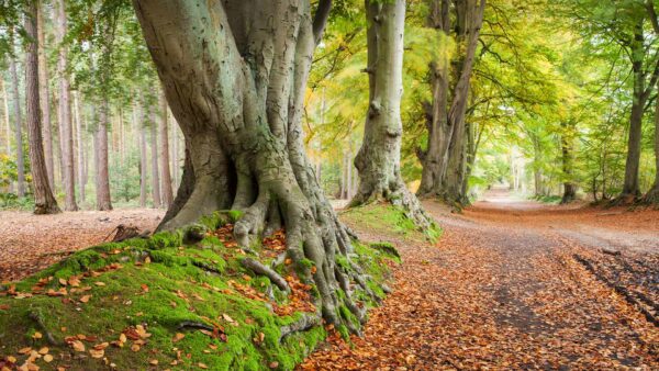 beech trees path, Order of Bards, Ovates & Druids.