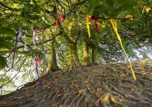 beeches with clooties, Order of Bards, Ovates & Druids.