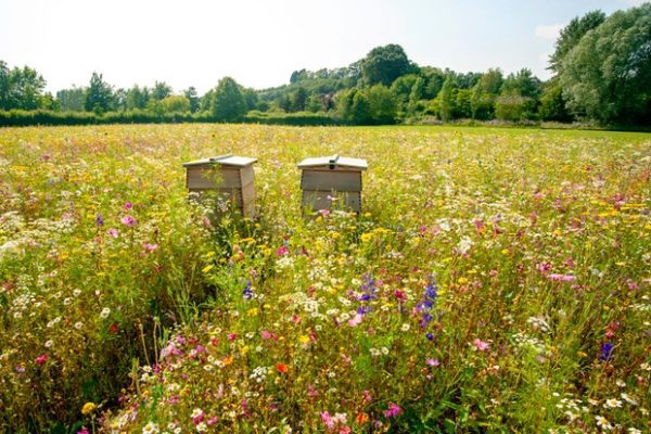 beehive meadow, Order of Bards, Ovates & Druids.