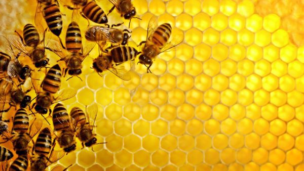 bees honeycomb, Order of Bards, Ovates & Druids.