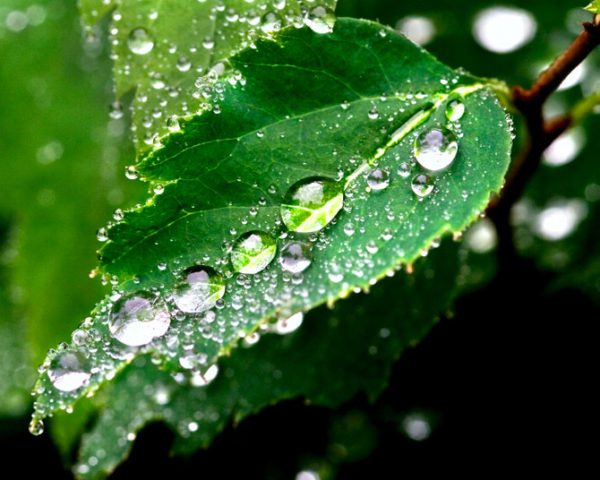 best water drops, Order of Bards, Ovates & Druids.