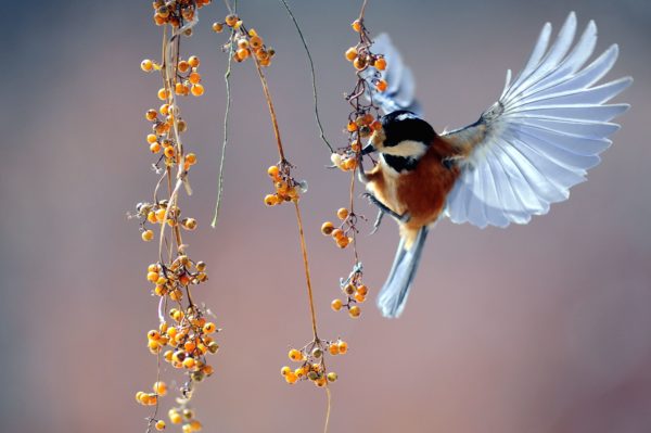 bird berries, Order of Bards, Ovates & Druids.