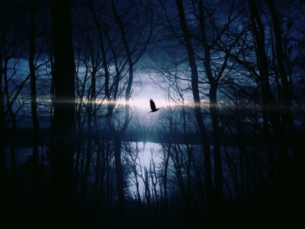 bird flying over dark water, Order of Bards, Ovates & Druids.