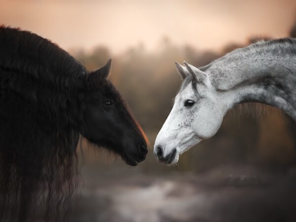 Black and white horses face to face 1600x1200, Order of Bards, Ovates & Druids.