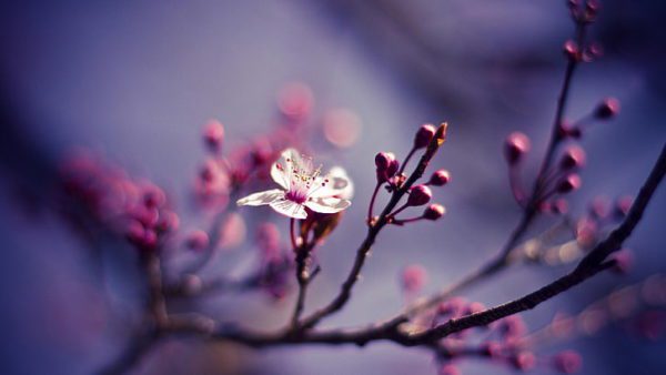 blossom branch pink flower flower wallpaper preview, Order of Bards, Ovates & Druids.