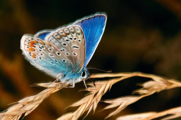 blue butterfly, Order of Bards, Ovates & Druids.