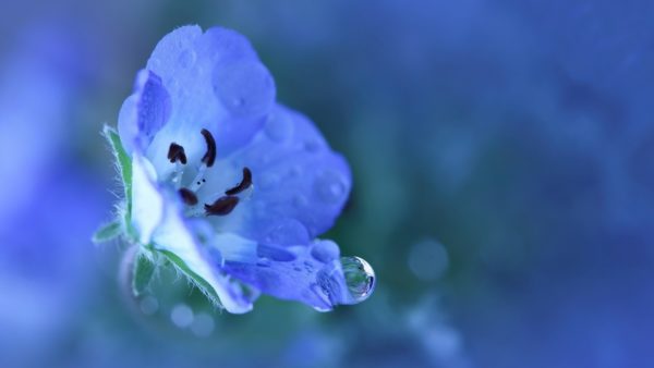 blue flower, Order of Bards, Ovates & Druids.