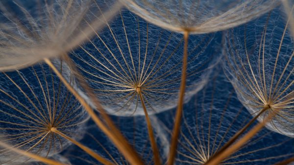 blue seeds, Order of Bards, Ovates & Druids.