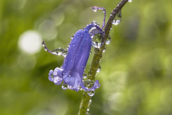 bluebell drops, Order of Bards, Ovates & Druids.