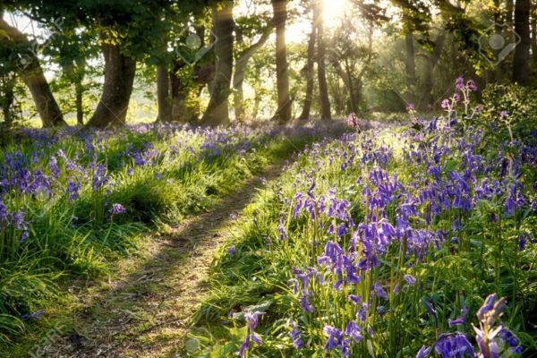 bluebell evening, Order of Bards, Ovates & Druids.