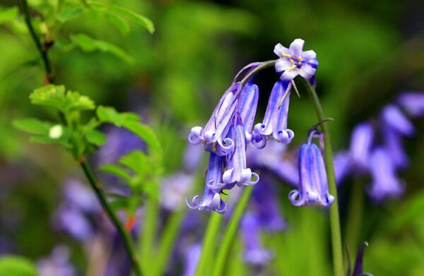 bluebell lovliness, Order of Bards, Ovates & Druids.