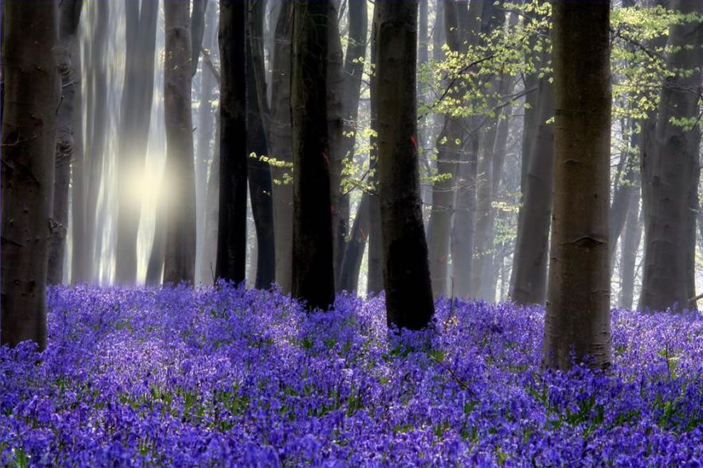 Bluebell Woods | Order of Bards, Ovates & Druids Bluebell Woods, Order of Bards, Ovates & Druids.