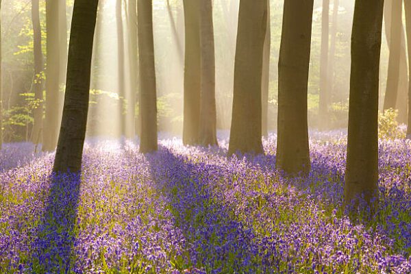 bluebells trunks, Order of Bards, Ovates & Druids.