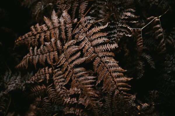 brown ferns, Order of Bards, Ovates & Druids.