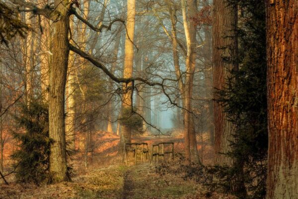 brown forest, Order of Bards, Ovates & Druids.
