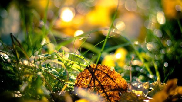 brown leaf grass, Order of Bards, Ovates & Druids.