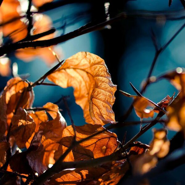 brown leaf light, Order of Bards, Ovates & Druids.